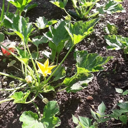 Casa Hozani Tatil Evi